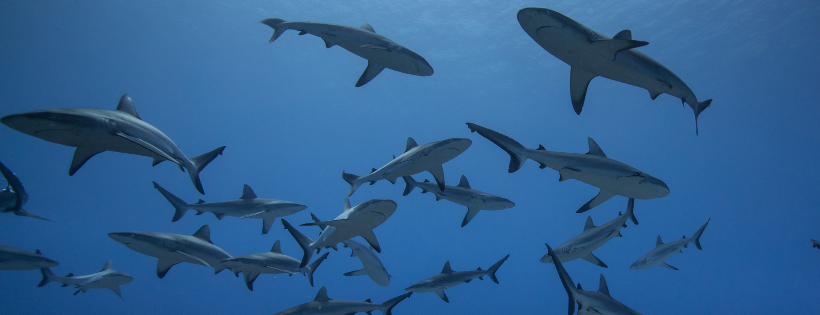 Sharks Pacific