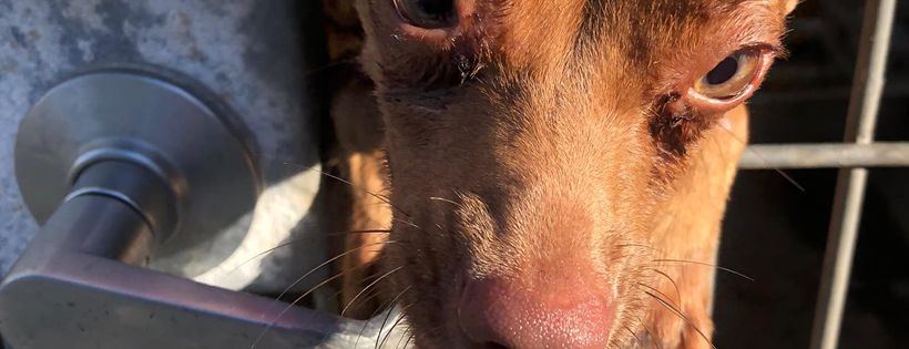 Walk Me Home Rescue Group