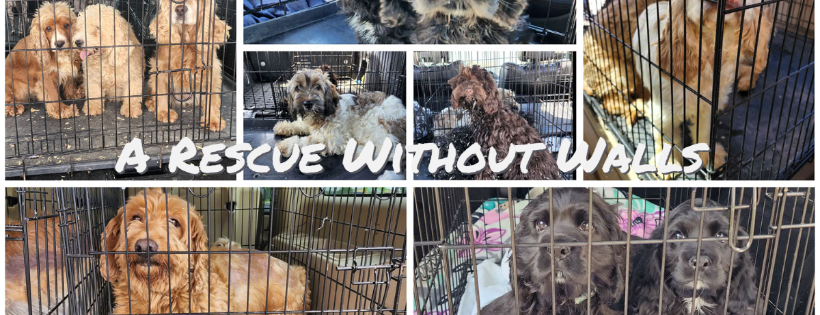 Freedom Ride Animal Rescue