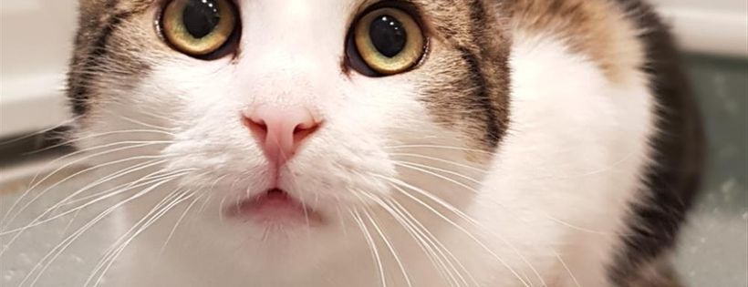 Animals in Distress - Torbay & Westcountry