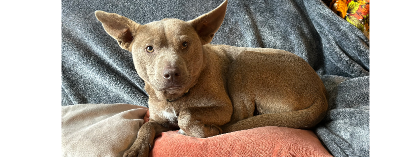 Good Catch Dog Rescue
