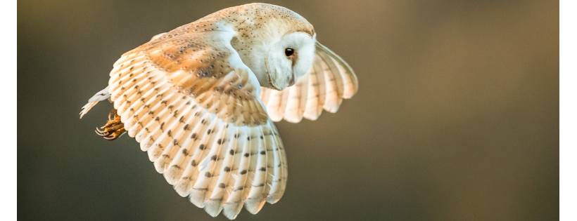 The Barn Owl Trust
