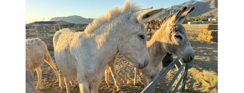 Triple J Horse Haven