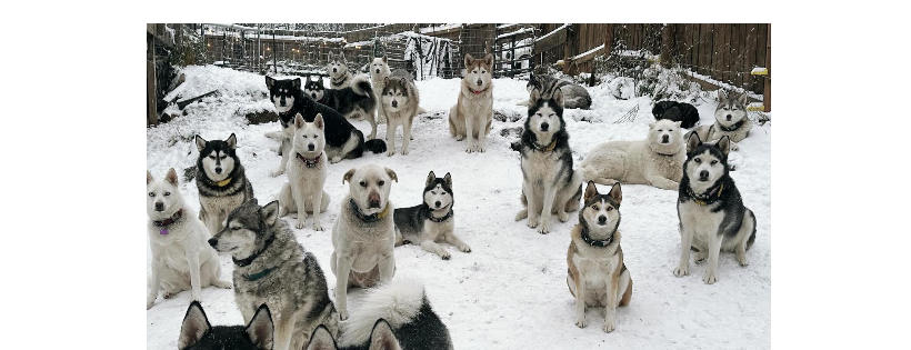 Second Chance Mushers Rescue