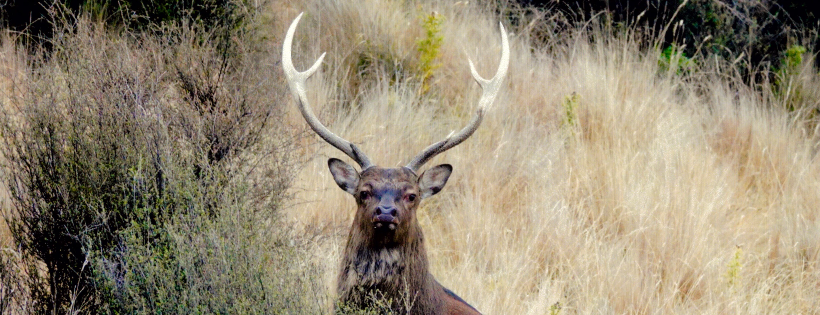New Zealand Deerstalkers Association