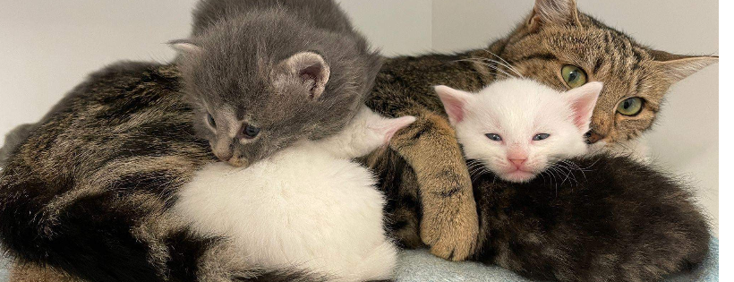 Sunny Harbour Cat and Kitten Rescue
