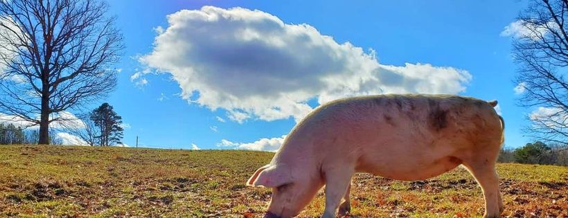 The Pig Preserve
