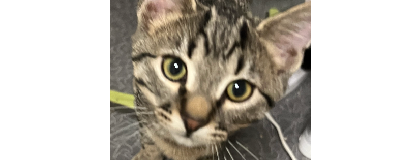 SOS Lost Pet Rescue NW
