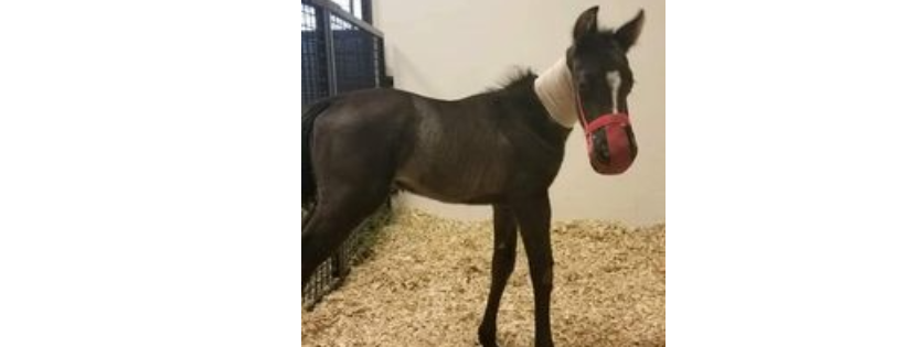 Southern Star Animal Rescue, Inc.
