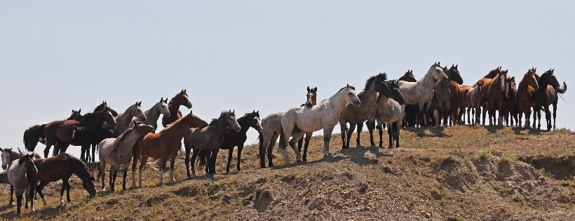Chasing Horses Wild Horse Advocates