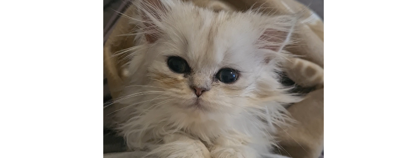 Kitty Rescue Bury