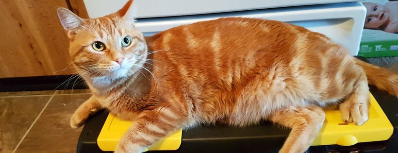 Alberta Helping Animals Society Home Veterinary Services