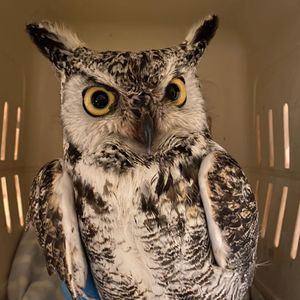 Silverwood Wildlife Rehabilitation Centre Inc Logo