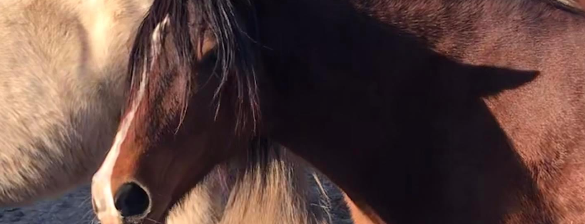 Hope In The Valley Equine Rescue and Sanctuary