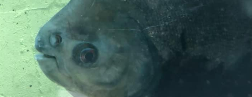 J&R Aquatic Animal Rescue