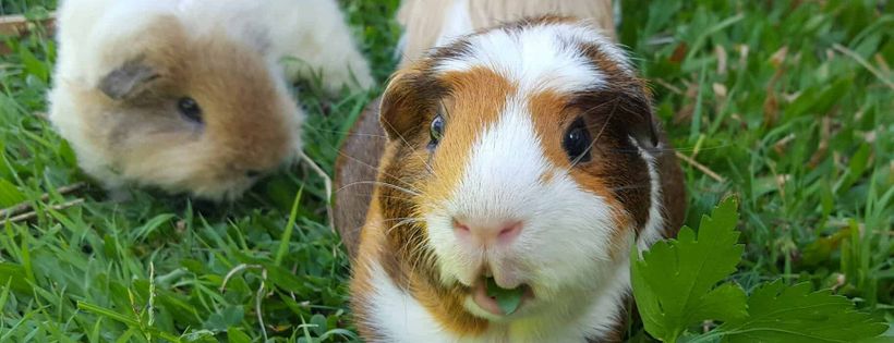 Sharnas Cavy Sanctuary
