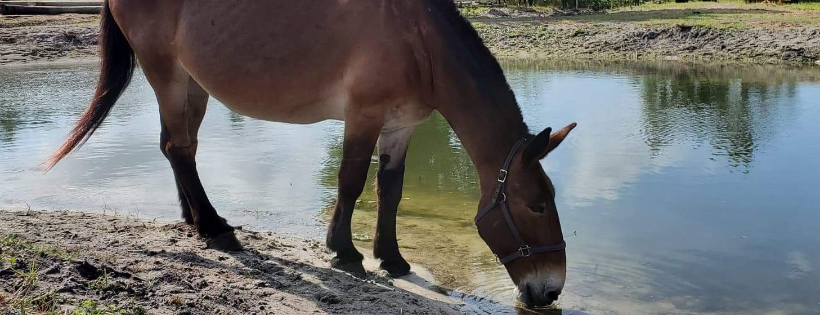 Baby Girl Horse rescue & Veteran Therapy Ranch