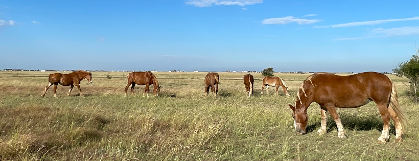 Big Hoof Foundation