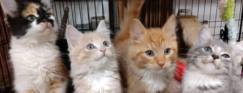 Cat Haven Rescue Inc.