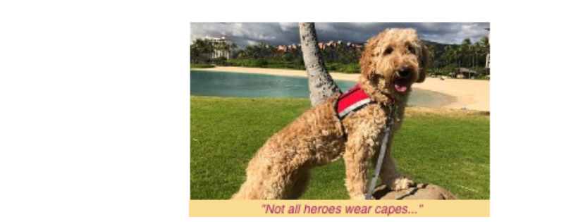 HAWAII FI-DO SERVICE DOGS