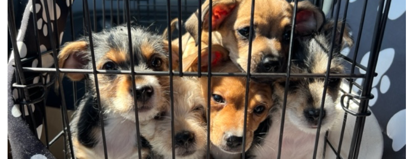 VIP Rescue Florida
