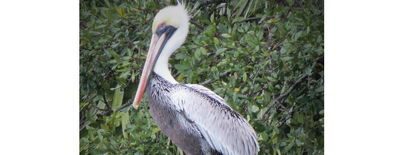 Woodside Wildlife Rescue