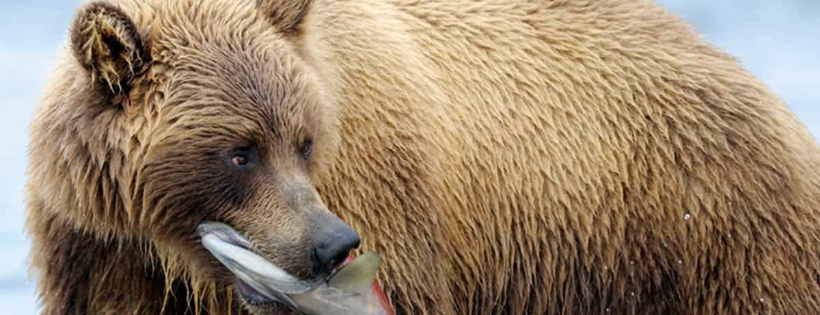 Wild Salmon Center