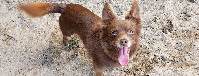 Tasmanian Animal Rescue and Sanctuary