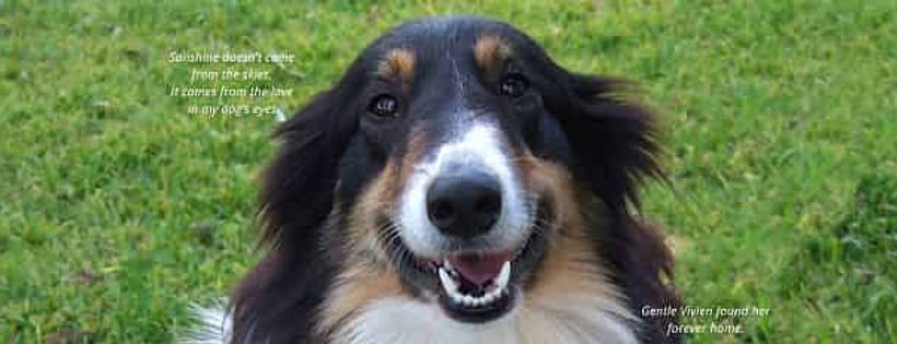 SYDNEY PET RESCUE & ADOPTION INC.