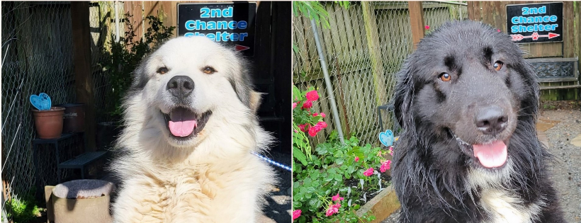 Second Chance Shelter
