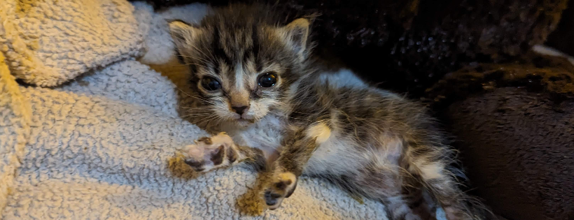 FosterBabyCats