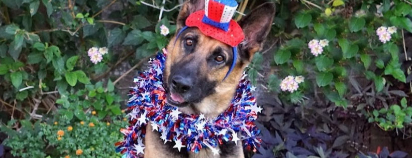 Paws 4 A Cause Arizona