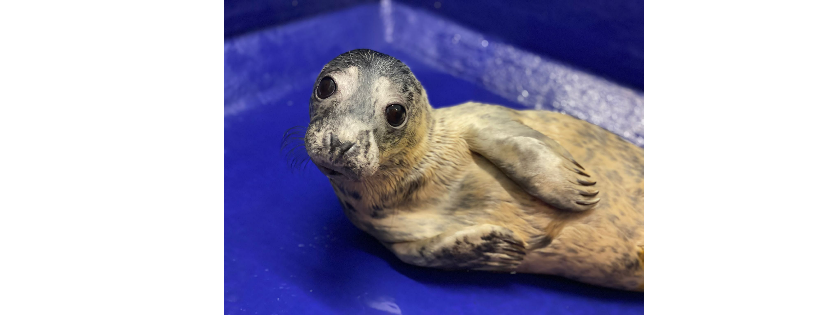 Cornish Seal Sanctuary