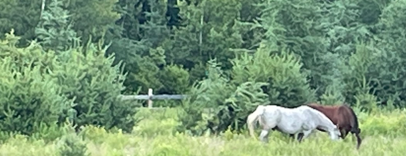 RPC Stables Rescue