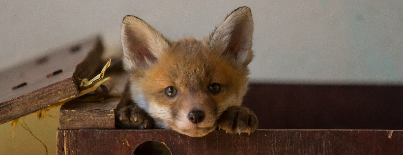 Secret World Wildlife Rescue