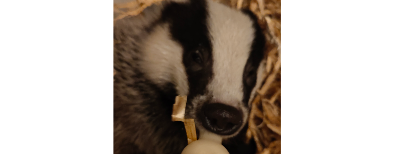 Norfolk Wildlife Rescue