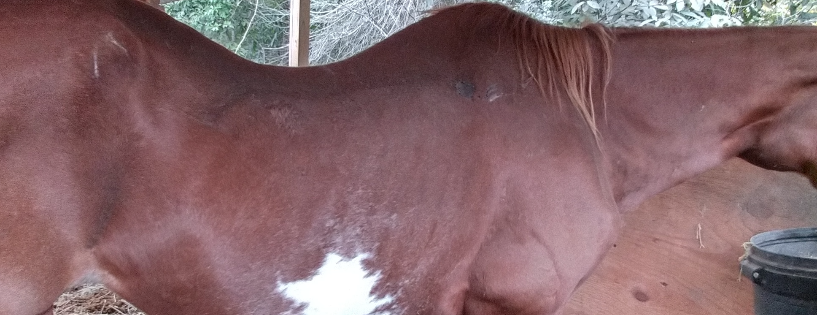 Amazing Grace Acres Equine Rescue