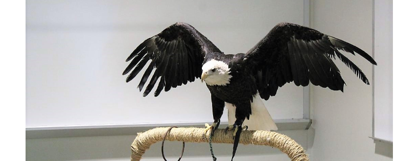 Operation Wildlife (Linwood KS)