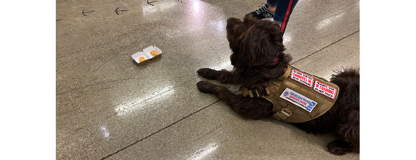 Freedom Paws Service Dogs Foundation