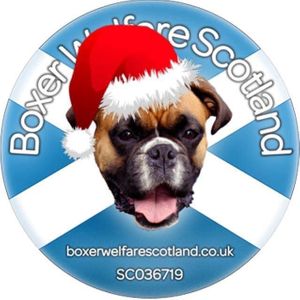 CDH UK Boxer Welfare Scotland