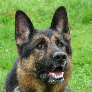 German shepherd dog welfare fund