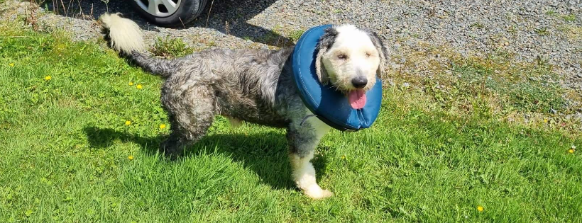 HerOES Old English Sheepdog Rehoming