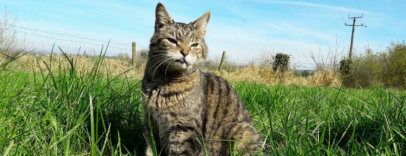 bright eyes animal sanctuary