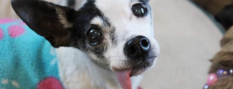 See Me Home Senior Dog Sanctuary