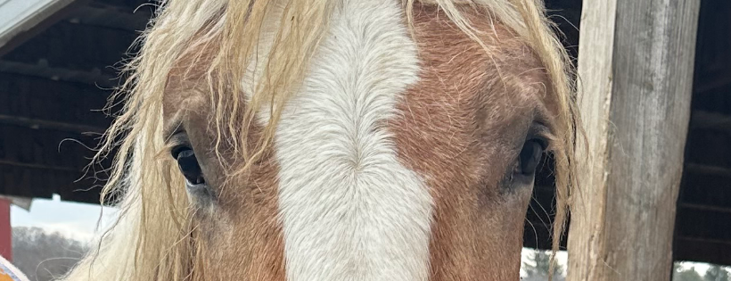 Neigh N' Bray Equine Rescue