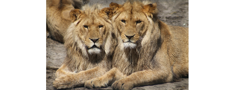 LionAid Ltd