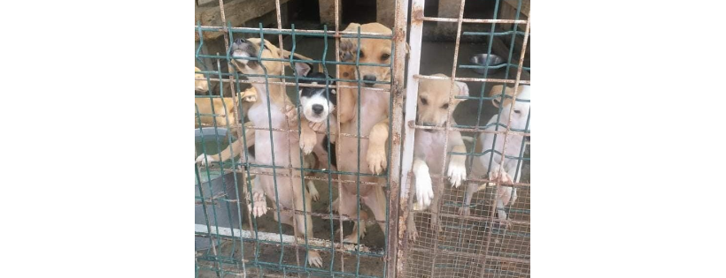 Waggin'Trails Rescue