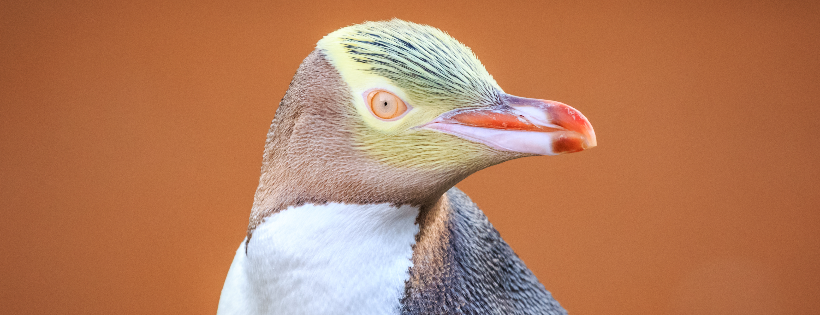 Kaikoura Wildlife Centre Trust