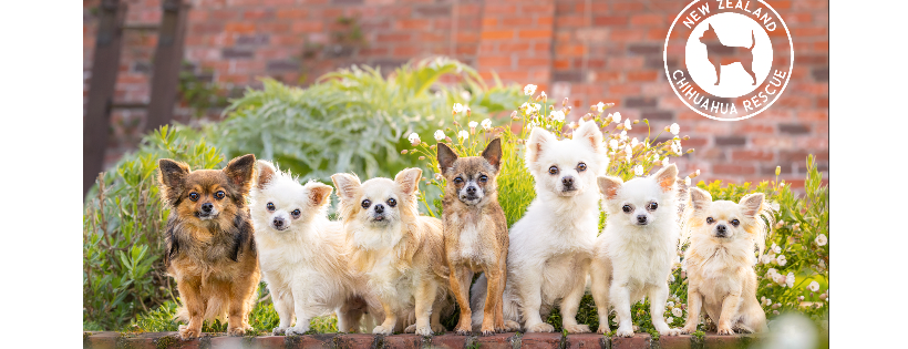 New Zealand Chihuahua Rescue