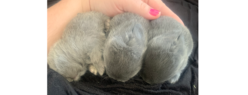 Lucky Bunny Rescue
